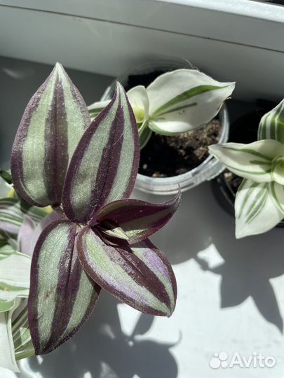 Традесканция 3 вида