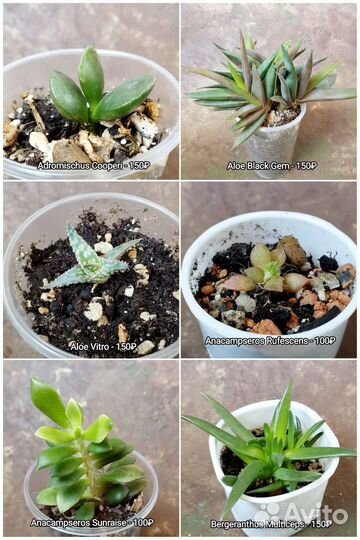 Суккуленты