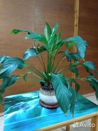 Спатифиллум