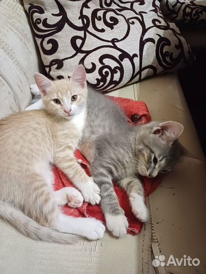 Котята в поиске дома