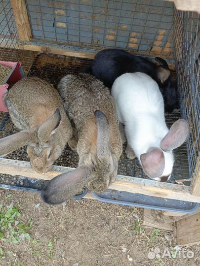 Крольчата