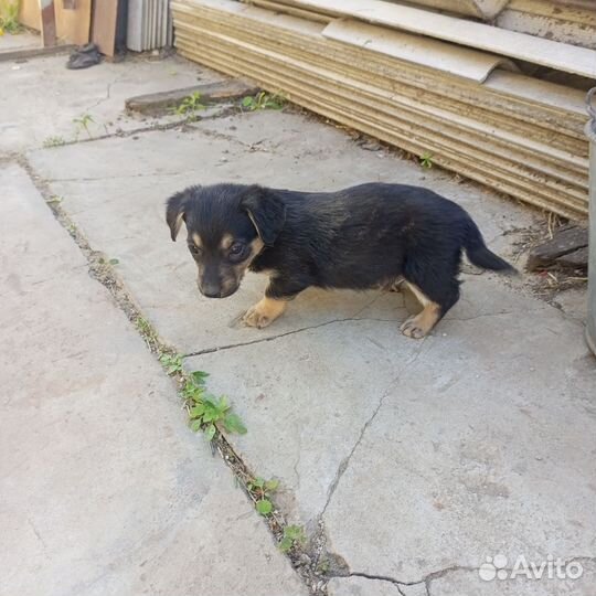 Отдам бесплатно щенки