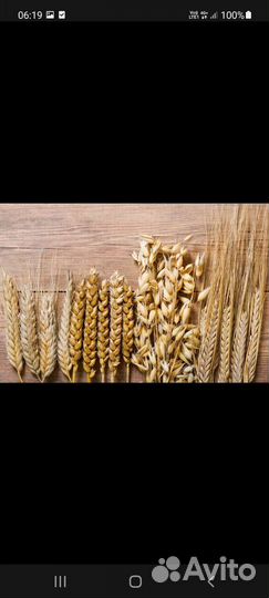 Зерно ячмень продажа