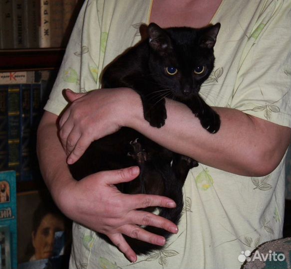 Тимоша в добрые руки