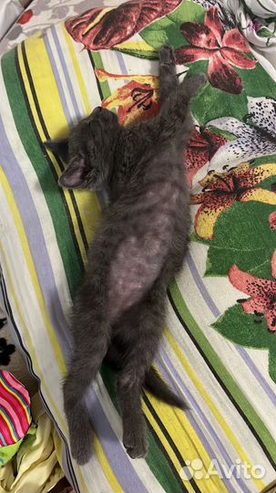 Отдам в добрые руки маленькую кошечку