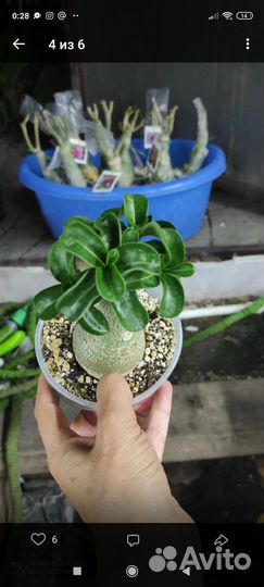 Адениум mini Mira, mini White Bird3