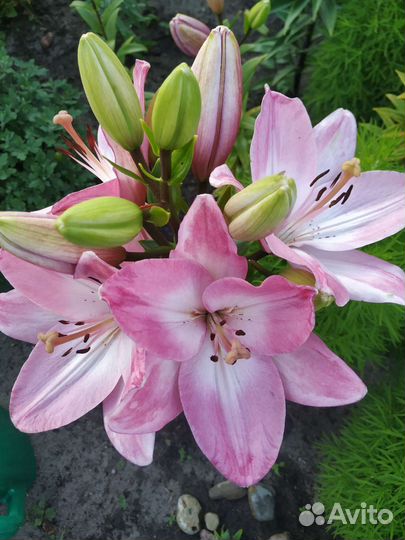 Лилии луковицы