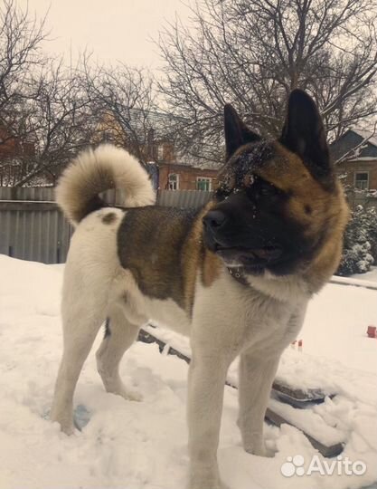 Американская Акита