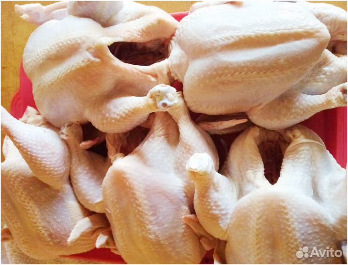 Курица домашняя деревенская тушка