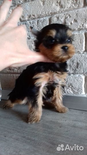 Щенки. Доставка