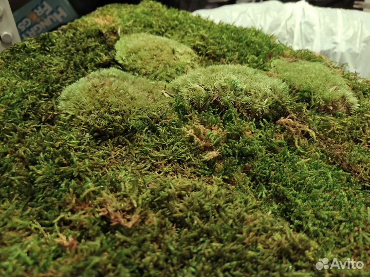 Стабилизированный мох