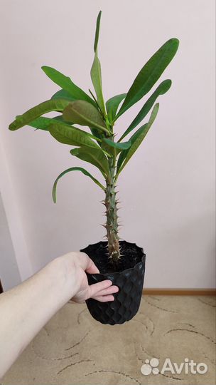 Комнатные цветы драцена финиковая пальма, молочай