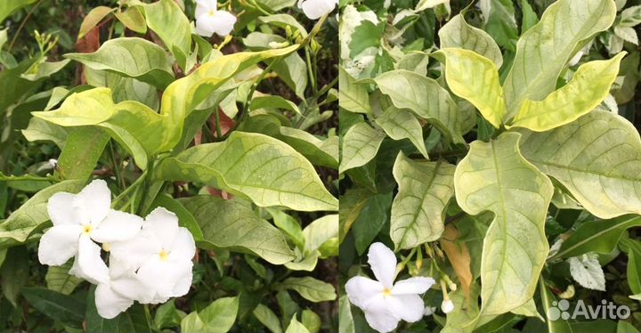 Табернемонтана вариегатная, лимон сангвинеум