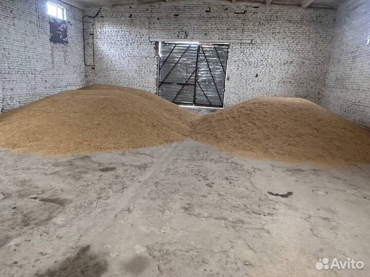 Зерно ячмень