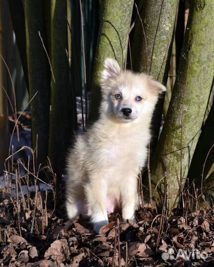 Крошечный мальчик помски