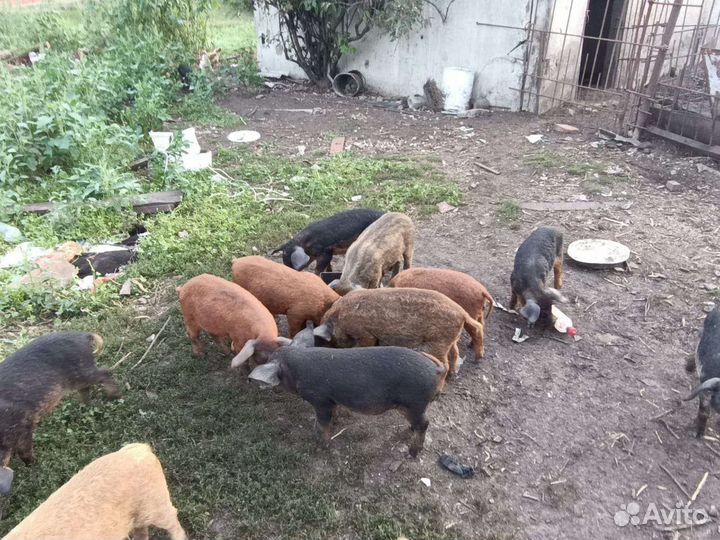 Пуховая венгерская мангалица