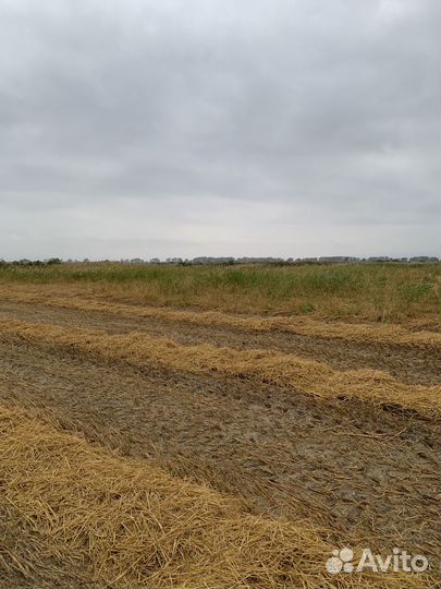 Солома рисовая