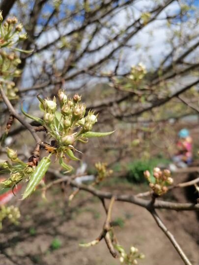 Участок 6 сот. (СНТ, ДНП)