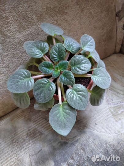 Комнатные цветы фиалки