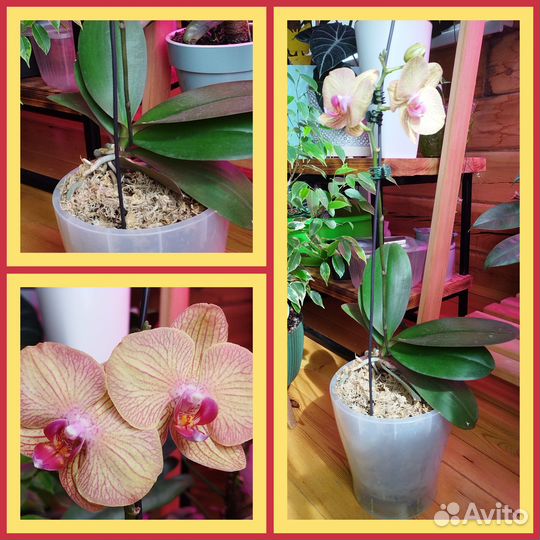 Комнатные растения