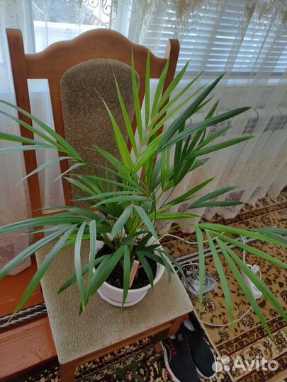 Пальма дипсис