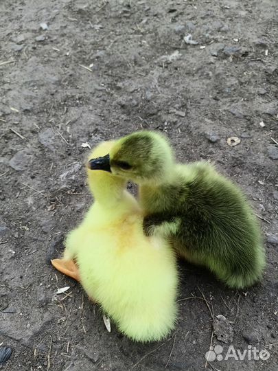 Гуси домашние