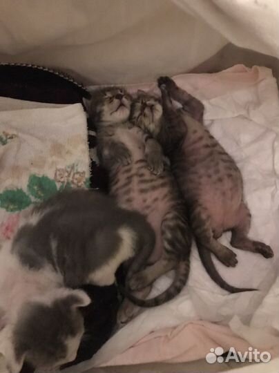 Котята в добрые руки даром