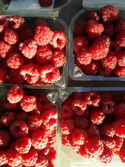 Малина, шелковица белая