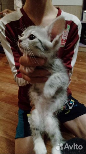 Британские котята
