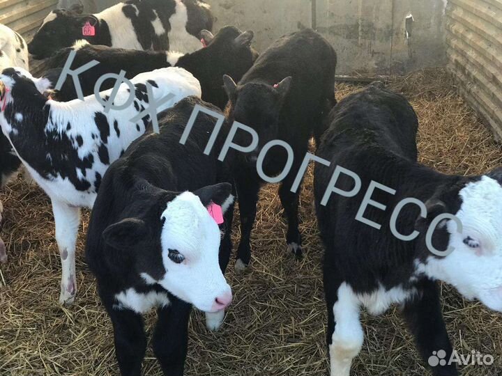 Бычки телята