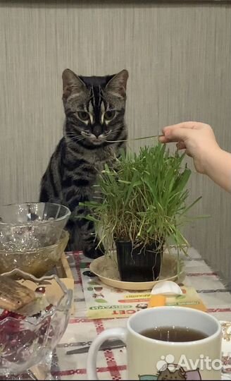 Вязка кошек