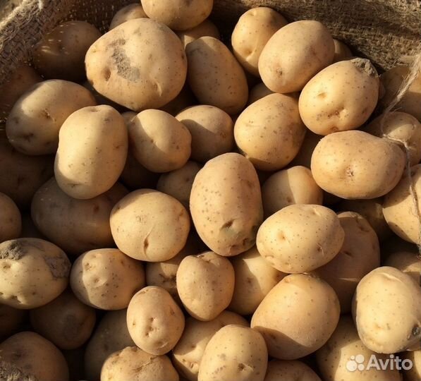 Продам картофель