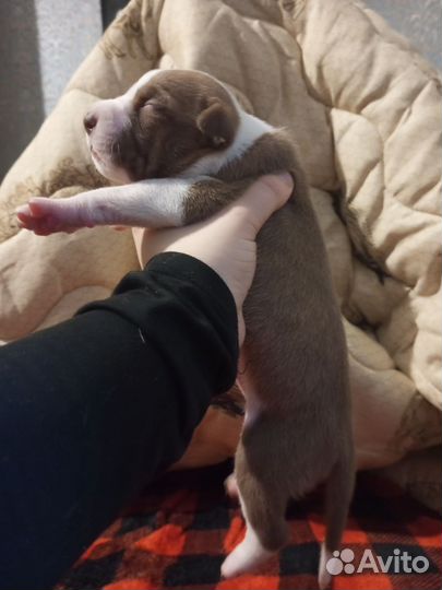 Щенки питбуля