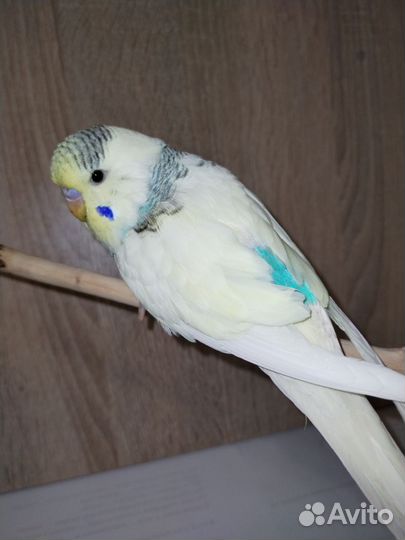 Попугай ввп