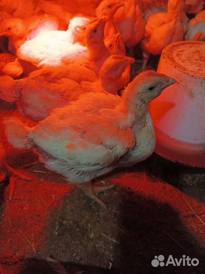 Цыпленок(бройлер)