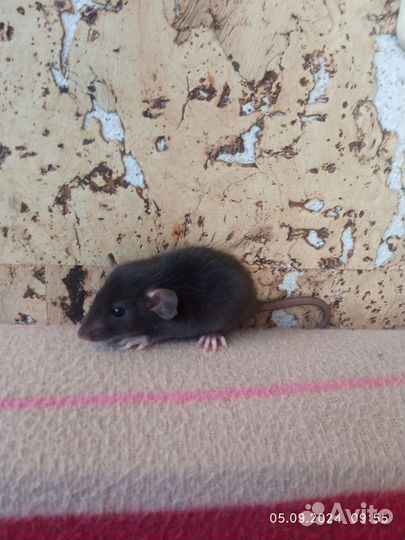 Крысы, крысята дамбо от заводчика, клетки