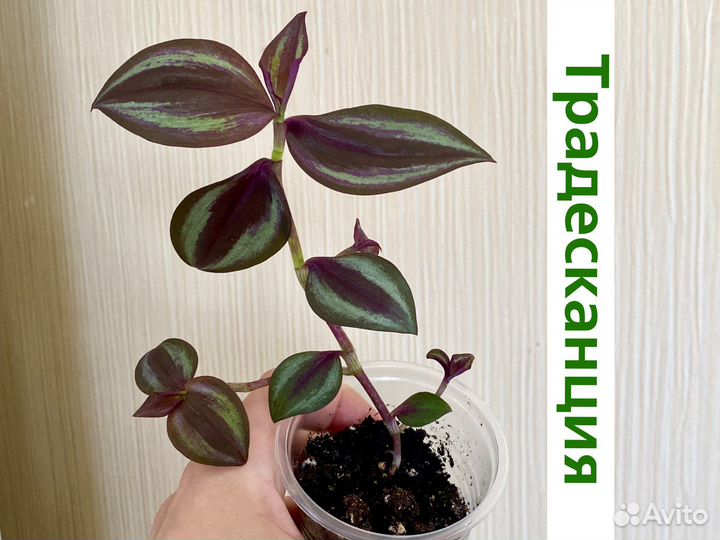 Традесканция зебрина домашние цветы неприхотливые