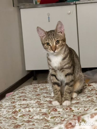 Кошка