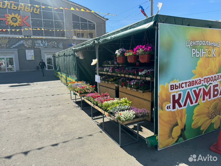 Рассада цветов