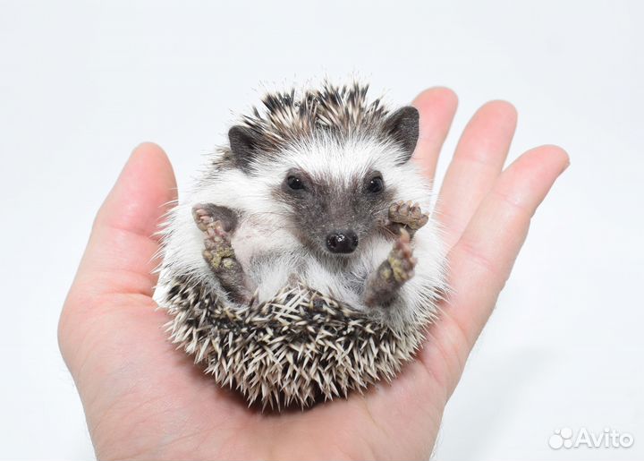 Африканский ежик карликовый. Питомник. Доставка