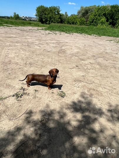 Такса вязка мальчик