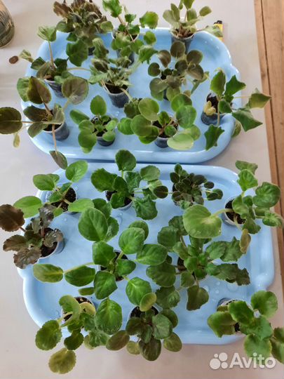 Детки сортовых фиалок