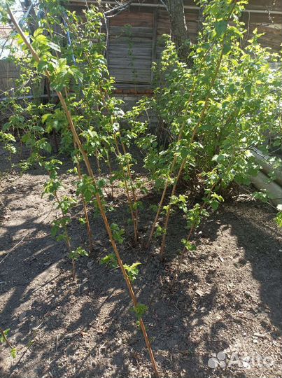 Саженцы ремонтантной малины