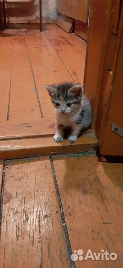 Отдам котенка в добрые руки