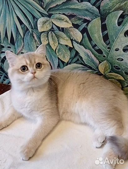 Кошечка голубое золото