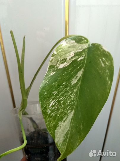 Монстера Альба