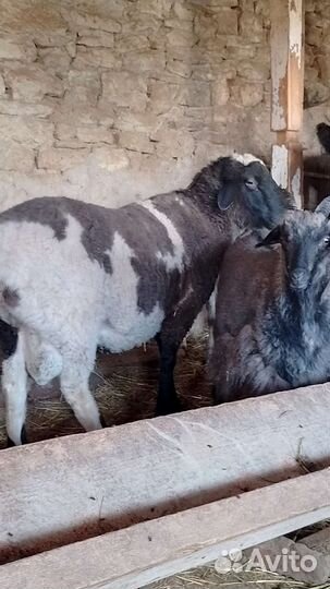 Баран текстиль эдельбай