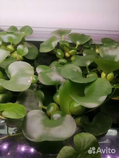 Водный гиацинт