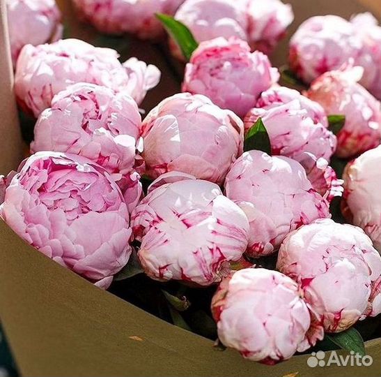 Пионы Букет