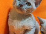 Бурманские котята лиловый